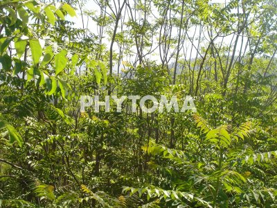 Ailanthus altissima